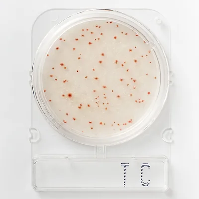 COMPACT DRY (TC) RECUENTO TOTAL (4 UD. PAQ)